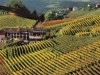 colline-vino-barolo