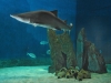 Acquario di Genova